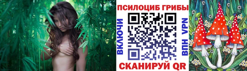 Галлюциногенные грибы MAGIC MUSHROOMS  закладка  Приволжск 